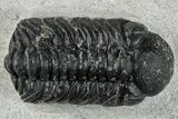 Bargain, Austerops Trilobite - Ofaten, Morocco #287541-1